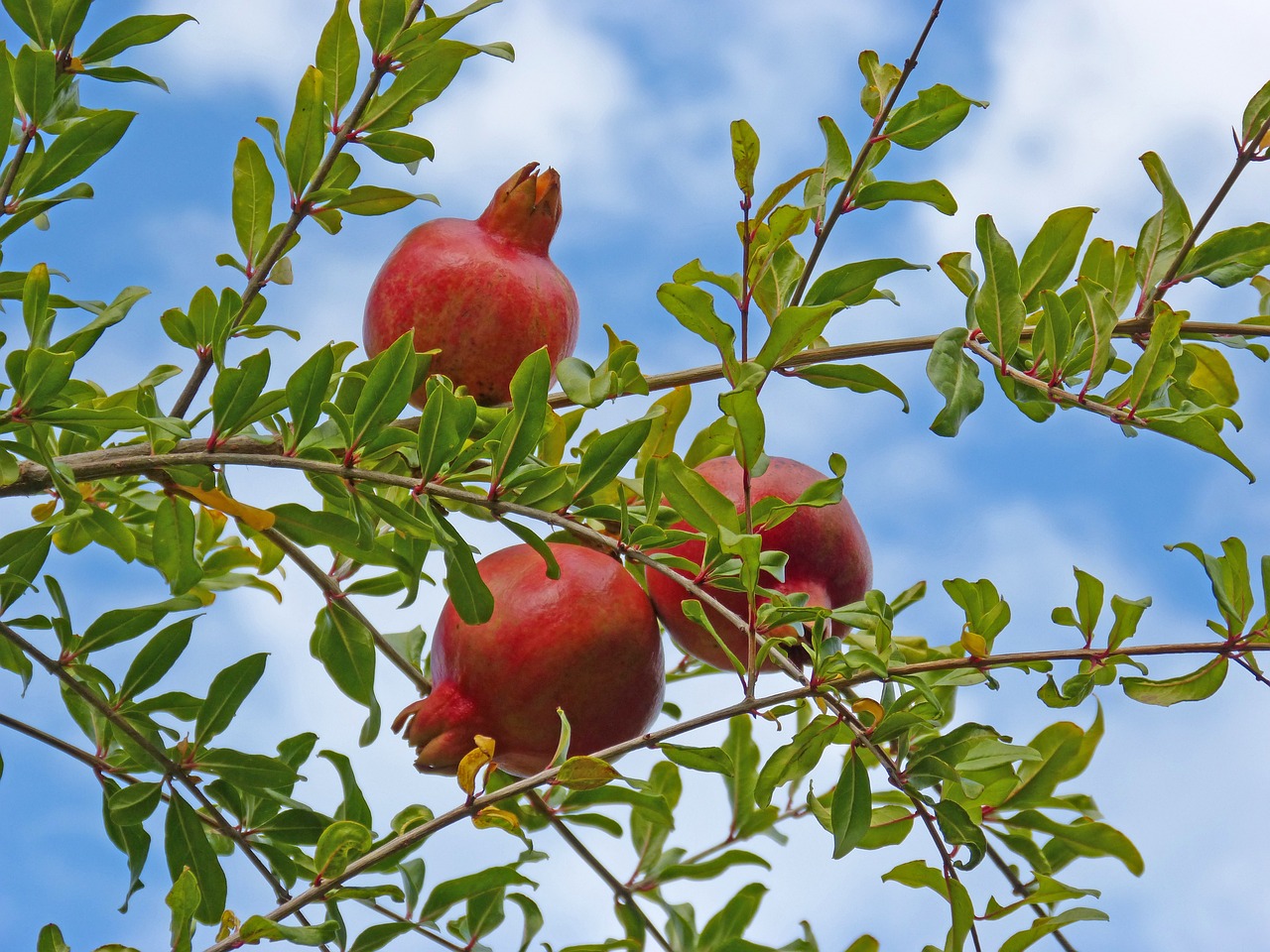 Can Local Food Production Reduce Environmental Impact?